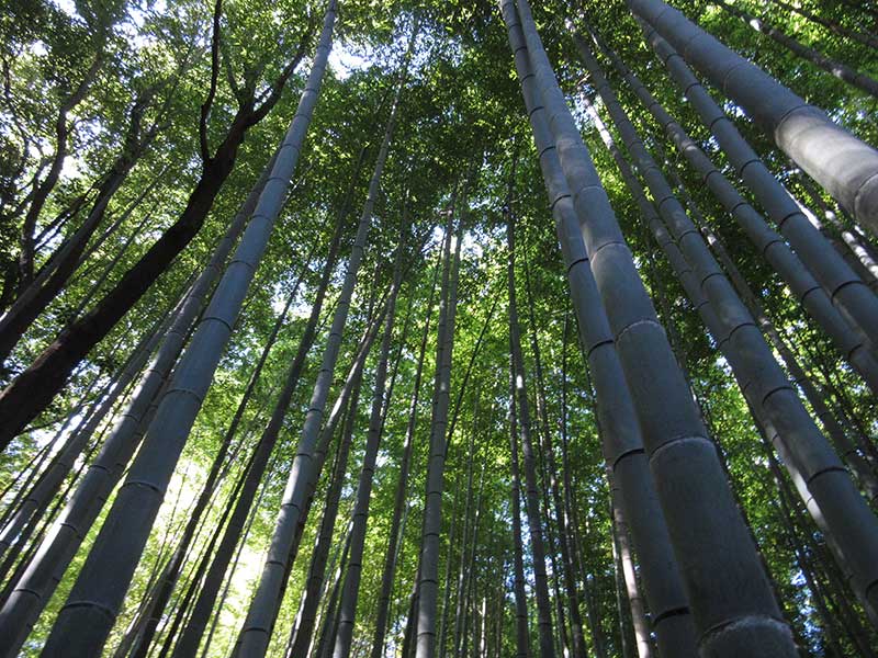 BambooForest2